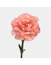 Carnations (Imported) - Forever Love 永爱 (10/20 Stems) Carnations (Imported) - Forever Love 永爱 (10/20 Stems)