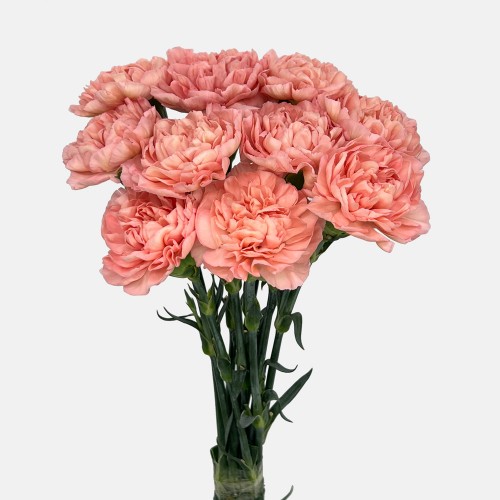 Carnations (Imported) - Forever Love 永爱 (10/20 Stems) Carnations (Imported) - Forever Love 永爱 (10/20 Stems)