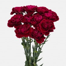 Carnations (Imported) - Forever 永恒 (10/20 Stems)