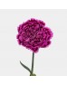 Carnations (Imported) - Freya 芙蕾雅 (10/20 Stems)