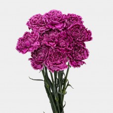 Carnations (Imported) - Freya 芙蕾雅 (10/20 Stems)