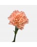 Carnations (Imported) - Giant Shell 小巨壳 (10/20 Stems)