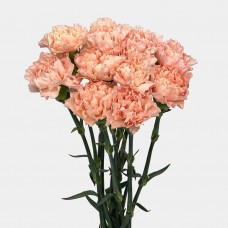 Carnations (Imported) - Giant Shell 小巨壳 (10/20 Stems)