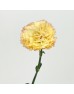 Carnations (Imported) - Hoh Xi 可可西里 (10/20 Stems) Carnations (Imported) - Hoh Xi 可可西里 (10/20 Stems)