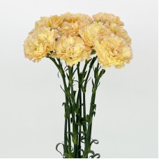 Carnations (Imported) -  Hoh Xi 可可西里 (10/20 Stems)