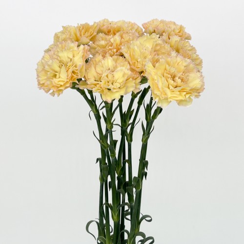 Carnations (Imported) - Hoh Xi 可可西里 (10/20 Stems) Carnations (Imported) - Hoh Xi 可可西里 (10/20 Stems)