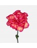 Carnations (Imported) - Juicy Peach 水蜜桃 (10/20 Stems) Carnations (Imported) - Juicy Peach 水蜜桃 (10/20 Stems)