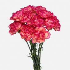 Carnations (Imported) - Juicy Peach 水蜜桃 (10/20 Stems)