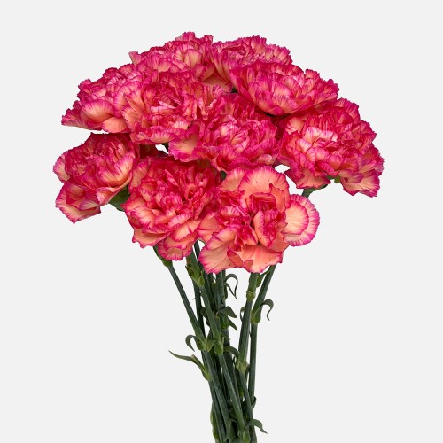 Carnations (Imported) - Juicy Peach 水蜜桃 (10/20 Stems) Carnations (Imported) - Juicy Peach 水蜜桃 (10/20 Stems)