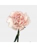 Carnations (Imported) - Kaila 凯拉 (10/20 Stems)