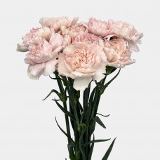Carnations (Imported) - Kaila 凯拉 (10/20 Stems)