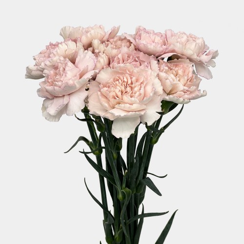 Carnations (Imported) - Kaila 凯拉 (10/20 Stems)