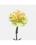 Carnations (Imported) - Light Make Up 淡妆 (10/20 Stems) Carnations (Imported) - Light Make Up 淡妆 (10/20 Stems)