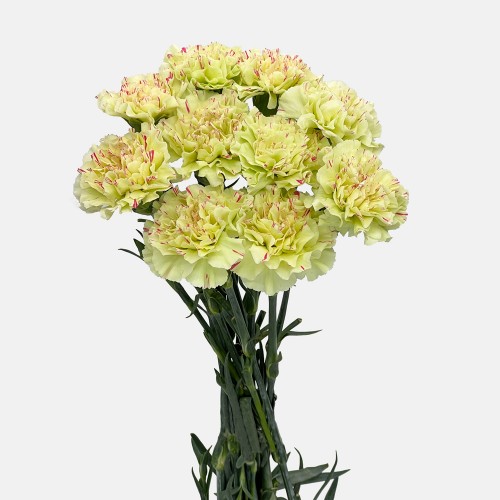 Carnations (Imported) - Light Make Up 淡妆 (10/20 Stems) Carnations (Imported) - Light Make Up 淡妆 (10/20 Stems)