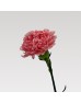 Carnations (Imported) - Little Pink 小粉 (10/20 Stems) Carnations (Imported) - Little Pink 小粉 (10/20 Stems)