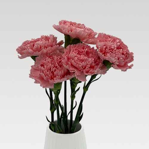 Carnations (Imported) - Little Pink 小粉 (10/20 Stems) Carnations (Imported) - Little Pink 小粉 (10/20 Stems)