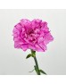 Carnations (Imported) - Lollipop Fragrance 棒棒糖尤香 (10/20 Stems) Carnations (Imported) - Lollipop Fragrance 棒棒糖尤香 (10/20 Stems)
