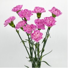 Carnations (Imported) - Lollipop Fragrance 棒棒糖尤香 (10/20 Stems)