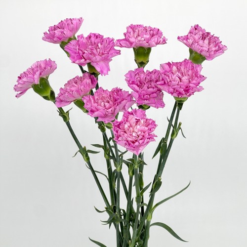 Carnations (Imported) - Lollipop Fragrance 棒棒糖尤香 (10/20 Stems) Carnations (Imported) - Lollipop Fragrance 棒棒糖尤香 (10/20 Stems)