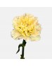 Carnations (Imported) - Lotus 芙蓉 (10/20 Stems)