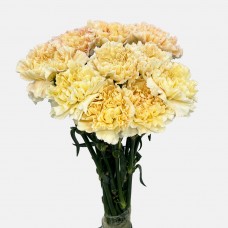 Carnations (Imported) - Lotus 芙蓉 (10/20 Stems)