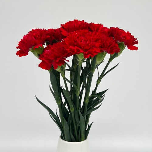 Carnations (Imported) - Master Red 红 (10/20 Stems) Carnations (Imported) - Master Red 红 (10/20 Stems)