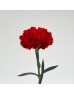 Carnations (Imported) - Master Red 红 (10/20 Stems) Carnations (Imported) - Master Red 红 (10/20 Stems)