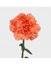 Carnations (Imported) - Megna 梅根 (10/20 Stems) Carnations (Imported) - Megna 梅根 (10/20 Stems)