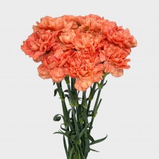 Carnations (Imported) - Megna 梅根 (10/20 Stems)