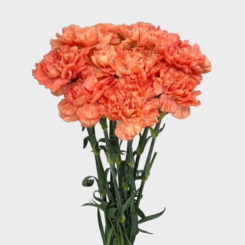 Carnations (Imported) - Megna 梅根 (10/20 Stems) Carnations (Imported) - Megna 梅根 (10/20 Stems)