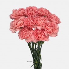 Carnations (Imported) - Mermaid Pink 人鱼粉 (10/20 Stems) Carnations (Imported) - Mermaid Pink 人鱼粉 (10/20 Stems)