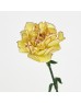 Carnations (Imported) - Morning Sunlight 朝晖 (10/20 Stems) Carnations (Imported) - Morning Sunlight 朝晖 (10/20 Stems)