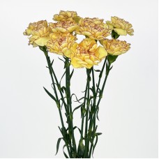 Carnations (Imported) - Morning Sunlight 朝晖 (10/20 Stems)