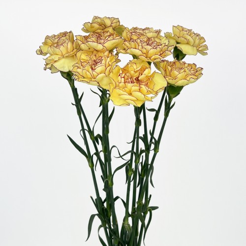 Carnations (Imported) - Morning Sunlight 朝晖 (10/20 Stems) Carnations (Imported) - Morning Sunlight 朝晖 (10/20 Stems)