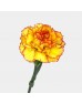 Carnations (Imported) - Yellow Orange 黄橙 (10/20 Stems) Carnations (Imported) - Yellow Orange 黄橙 (10/20 Stems)