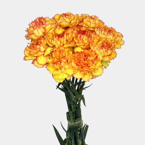 Carnations (Imported) - Yellow Orange 黄橙 (10/20 Stems) Carnations (Imported) - Yellow Orange 黄橙 (10/20 Stems)