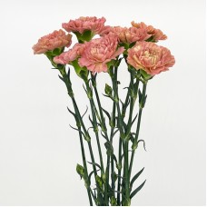Carnations (Imported) - Morocco 摩洛哥 (10/20 Stems)