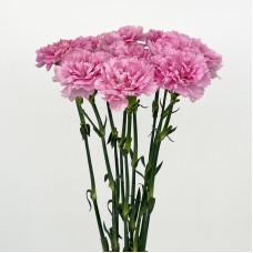 Carnations (Imported) - Nankie 蓝姬 (10/20 Stems)