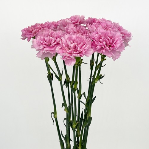 Carnations (Imported) - Nankie 蓝姬 (10/20 Stems) Carnations (Imported) - Nankie 蓝姬 (10/20 Stems)
