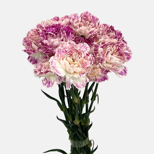 Carnations (Imported) - Night Wind 晚风 (10/20 Stems) Carnations (Imported) - Night Wind 晚风 (10/20 Stems)