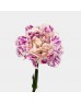 Carnations (Imported) - Night Wind 晚风 (10/20 Stems) Carnations (Imported) - Night Wind 晚风 (10/20 Stems)