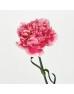 Carnations (Imported) - Maria Pink 温馨 (10/20 Stems) Carnations (Imported) - Maria Pink 温馨 (10/20 Stems)