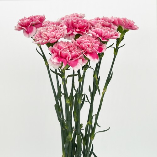 Carnations (Imported) - Maria Pink 温馨 (10/20 Stems) Carnations (Imported) - Maria Pink 温馨 (10/20 Stems)