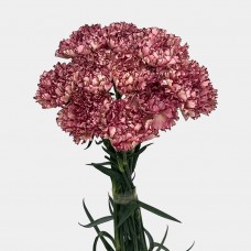 Carnations (Imported) - Princess Maya 玛雅公主 (10/20 Stems)