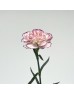 Carnations (Imported) - Purple Fairy 紫精灵 (10/20 Stems)