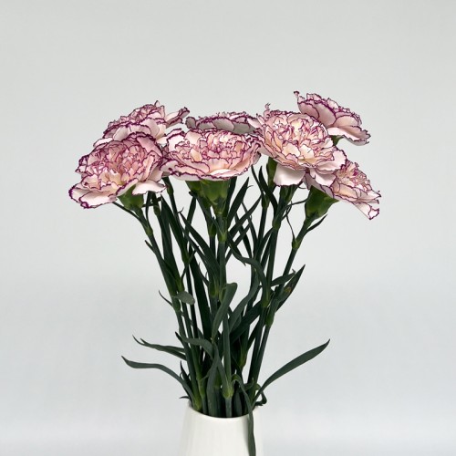 Carnations (Imported) - Purple Fairy 紫精灵 (10/20 Stems)