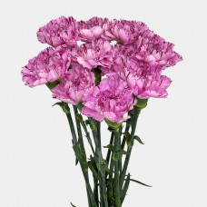 Carnations (Imported) - Purple Fragrance 紫色幽香 (10/20 Stems) Carnations (Imported) - Purple Fragrance 紫色幽香 (10/20 Stems)