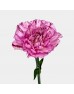 Carnations (Imported) - Purple Fragrance 紫色幽香 (10/20 Stems) Carnations (Imported) - Purple Fragrance 紫色幽香 (10/20 Stems)