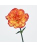 Carnations (Imported) - Rainbow 彩虹 (10/20 Stems)