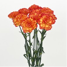 Carnations (Imported) - Rainbow 彩虹 (10/20 Stems)